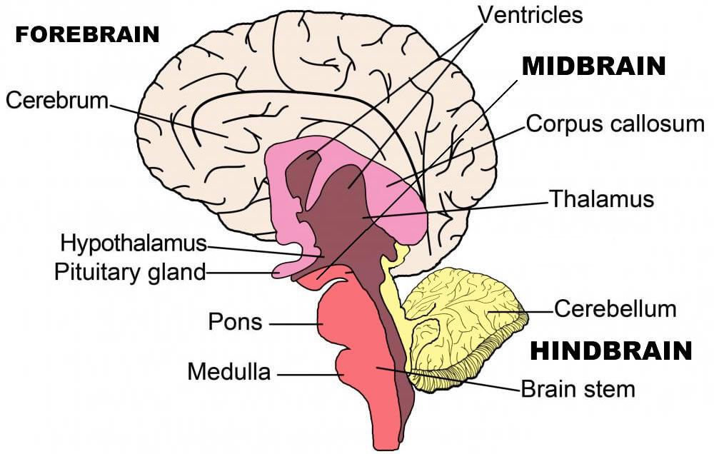 NCERT Solutions - Neural Control And Coordination NEET Notes | EduRev