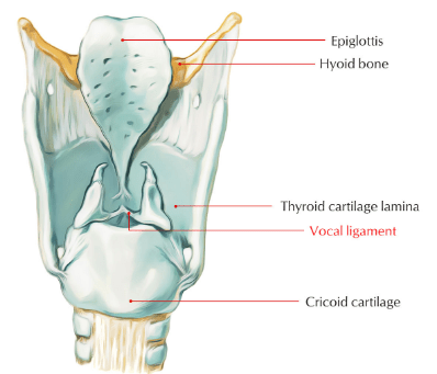 Human Respiratory System NEET Notes | EduRev