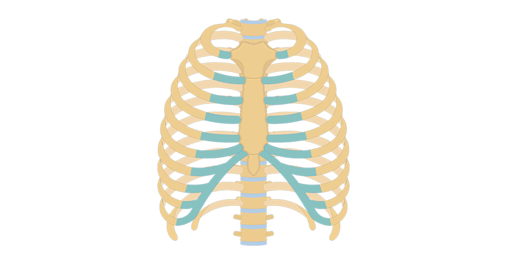 Ncert Solution - Body Movements Class 6 Notes 