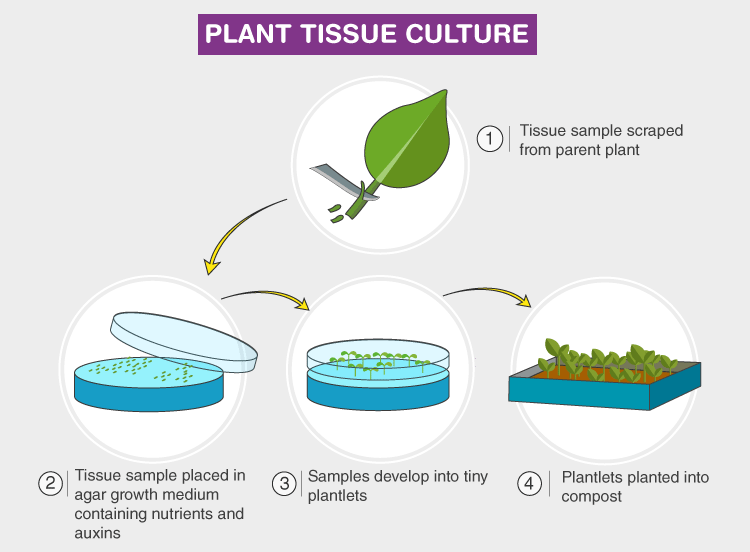 Plant culture. In vitro процесс растения. Plant Tissue Culture. In vitro растения Каллус. Заражение растения в среде in vitro.