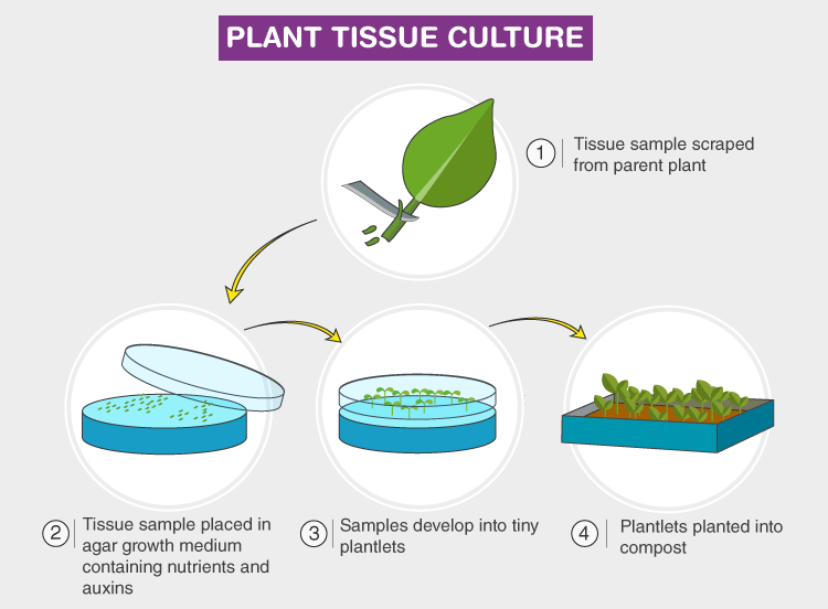 Plant Tissue Culture NEET Notes EduRev