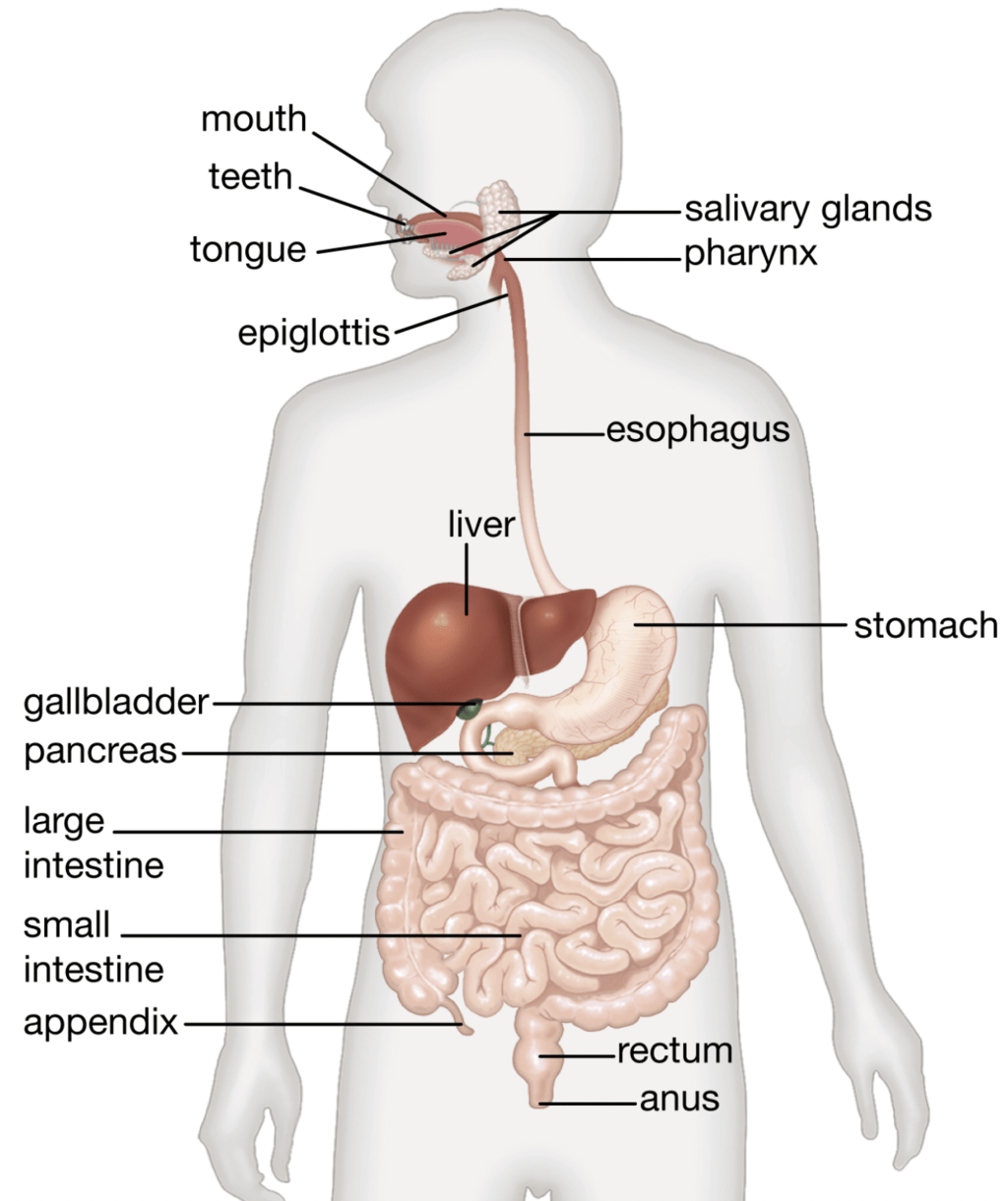 Mouth, Buccal Cavity and Tongue NEET Notes | EduRev