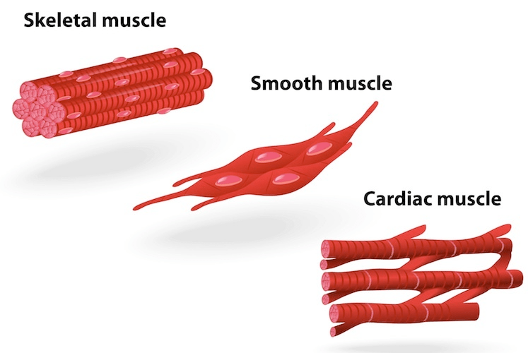 Chapter 6 - Tissue Class 9 Notes | EduRev