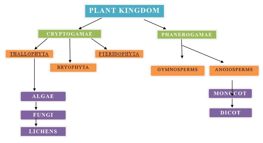 Plant Kingdom NEET Notes | EduRev