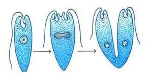 Kingdom Protista : Characteristics NEET Notes | EduRev