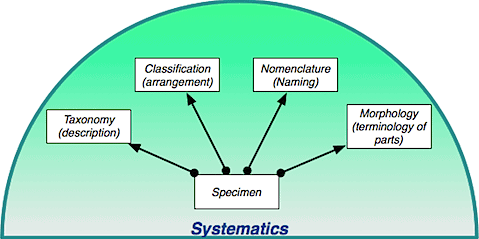 Taxonomy NEET Notes | EduRev