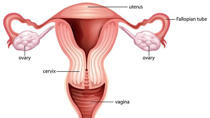 Revision Notes: Human Reproduction NEET Notes | EduRev