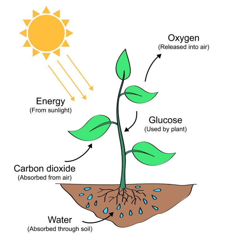 Ncert Solution Nutrition In Plants Class 7 Notes Edurev