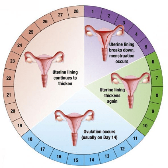 Reproduction In Human Beings - How do Organisms Reproduce, Class 10, Science | EduRev Notes