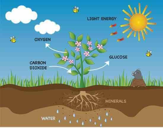 autotrophic-nutrition-significance-types-organisms-and-examples