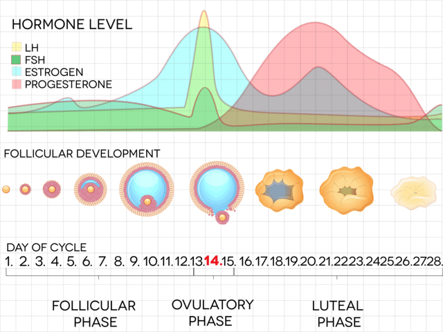 Revision Notes: Human Reproduction NEET Notes | EduRev