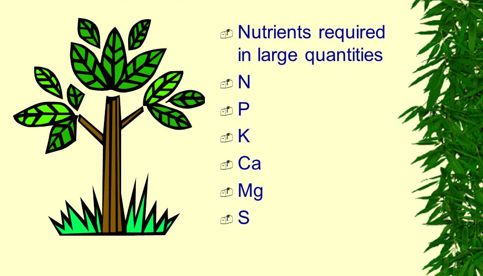 Essential Mineral Elements NEET Notes | EduRev