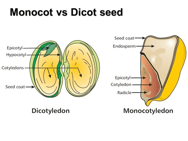 Seed morphology NEET Notes | EduRev