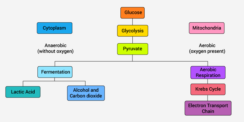 aerobic-and-anaerobic-respiration-class-10-notes-edurev