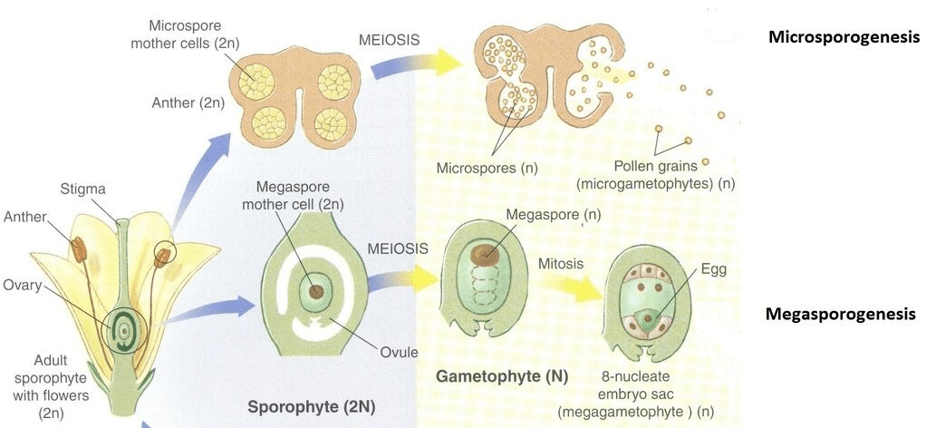 revision-notes-sexual-reproduction-in-flowering-plants-neet-notes