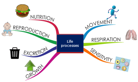 ppt on life processes for class 10