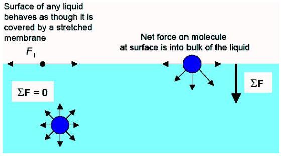 theory-procedure-surface-tension-class-11-notes-edurev