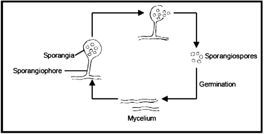 Kingdom Fungi NEET Notes | EduRev