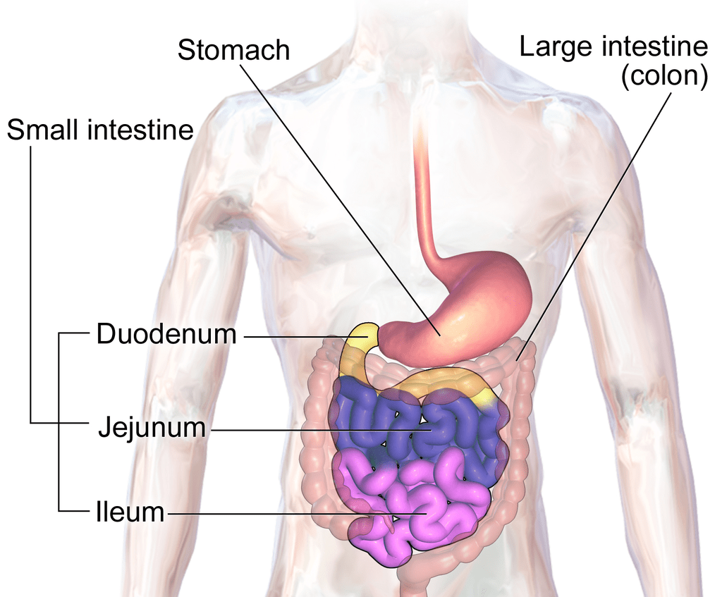 Stomach, Gastric Glands and Intestines NEET Notes | EduRev