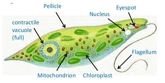 NCERT Solutions - Biological Classifications NEET Notes | EduRev