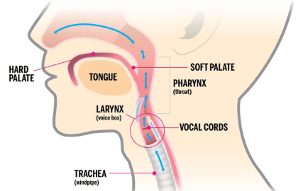 Respiration in Humans and Plants Class 10 Notes | EduRev