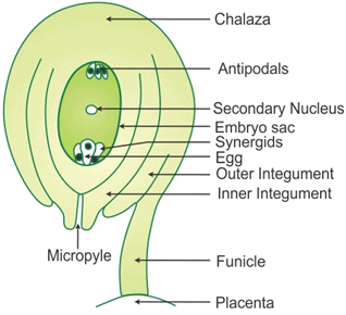 NCERT Solutions - Sexual Reproduction in Flowering Plants NEET Notes ...