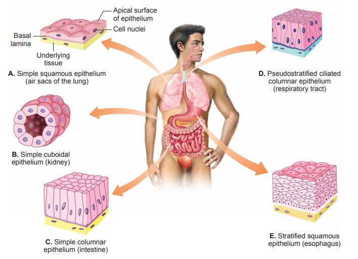 NCERT Summary: Gist of Biology - 1 Notes | EduRev