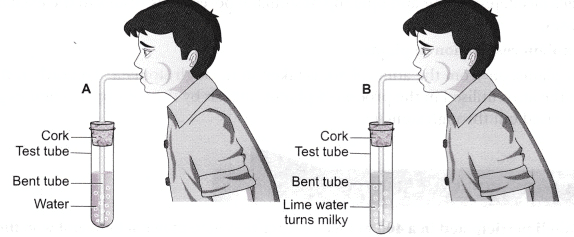 aerobic-and-anaerobic-respiration-class-10-notes-edurev