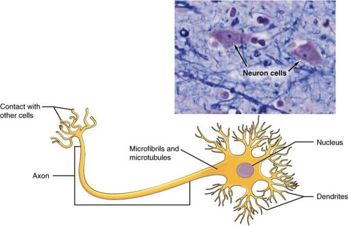 Types of Neurons NEET Notes | EduRev