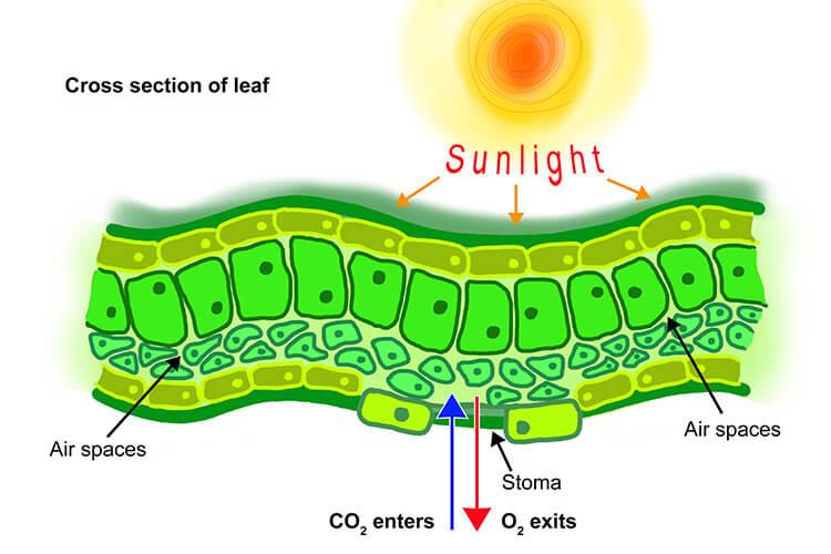 Diffusion in plants Idea