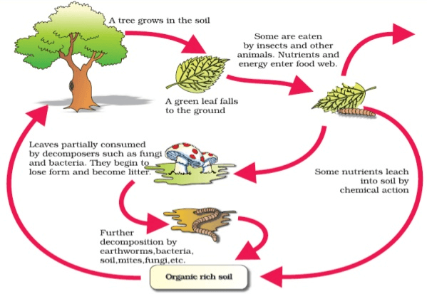 Short Notes- Microorganisms: Friend and Foe Class 8 Notes | EduRev
