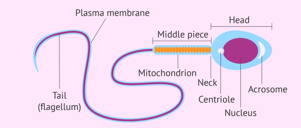 Reproduction In Human Beings - How do Organisms Reproduce, Class 10, Science | EduRev Notes