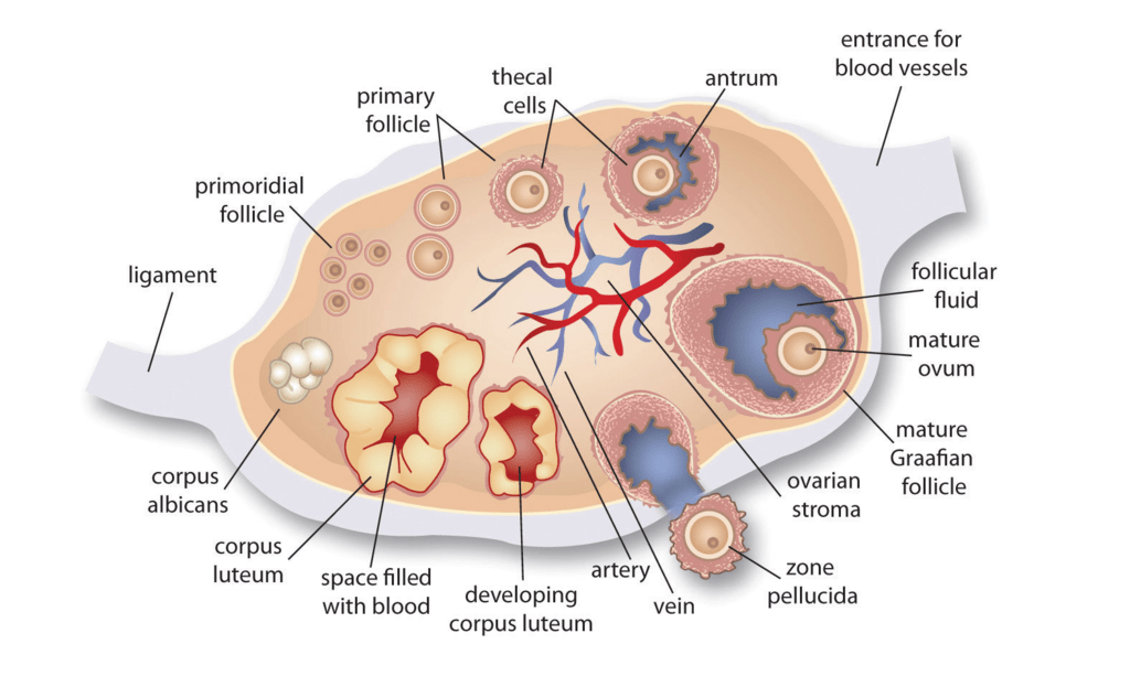 Gametogenesis and Spermatogenesis NEET Notes | EduRev