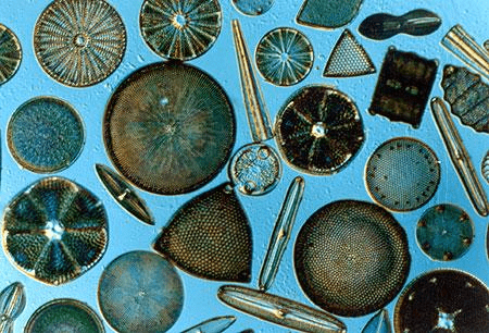Doc: Dinoflagellates, Red Tides NEET Notes | EduRev