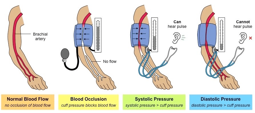 Blood Pressure and Lymphatic System Class 10 Notes | EduRev