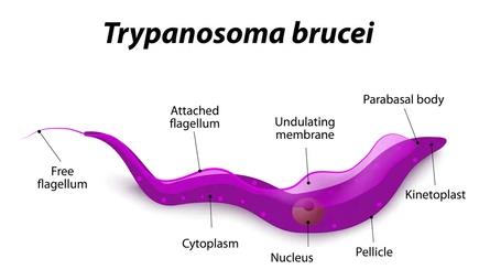 NCERT Exemplar - Biological Classification (Part-2) NEET Notes | EduRev