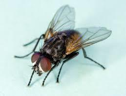 Short Notes- Microorganisms: Friend and Foe Class 8 Notes | EduRev
