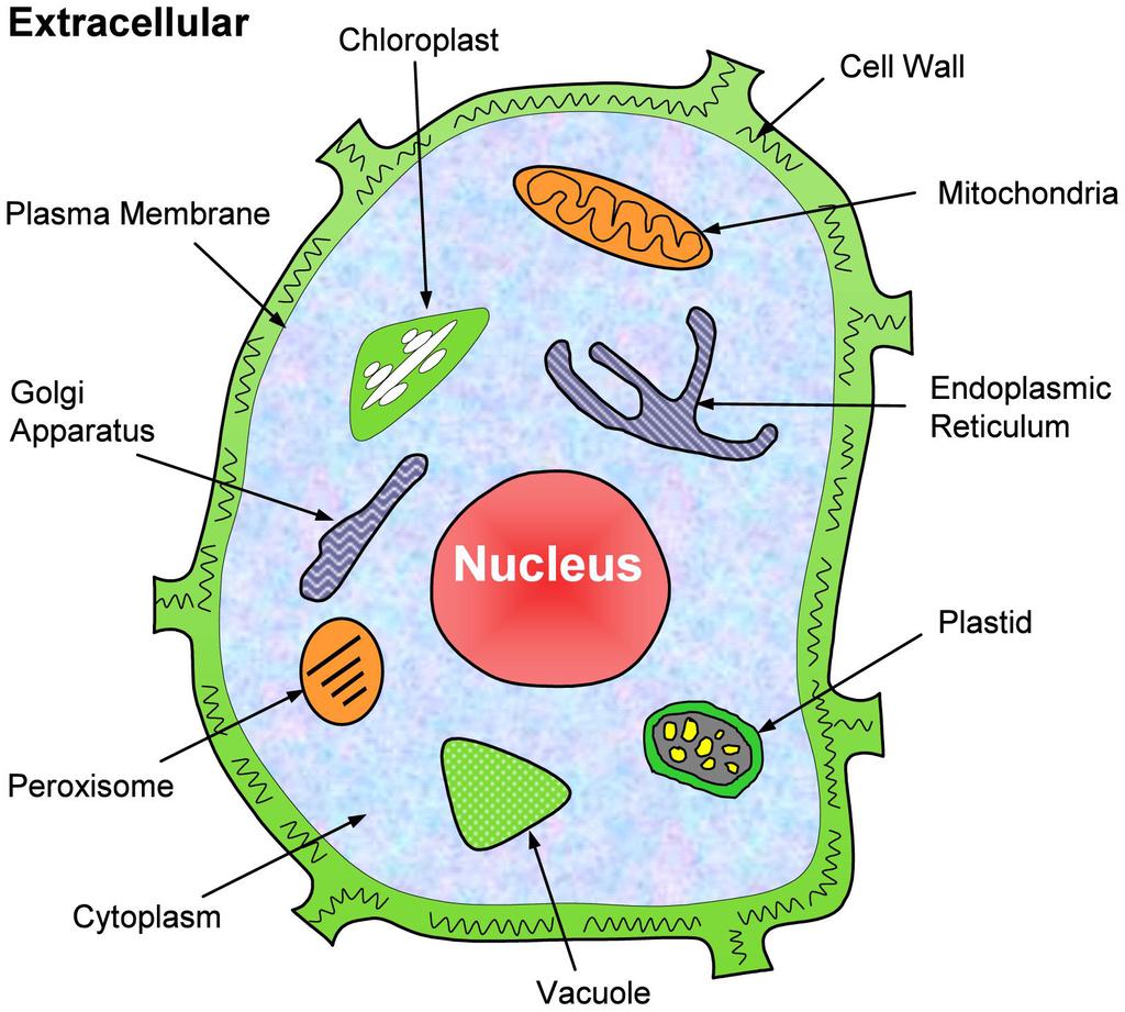 Ncert Gist: Gist Of Biology (part - 1) Upsc Notes 