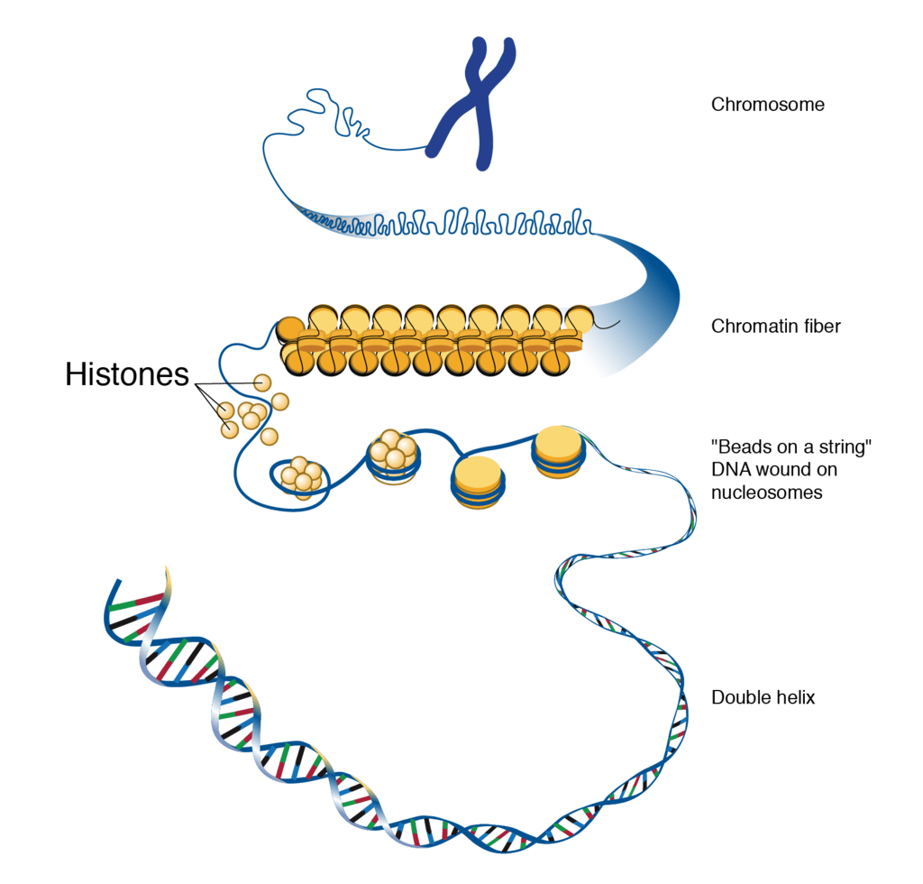 Structure & Packaging Of DNA Helix - Notes | Study Biology Class 12 - NEET