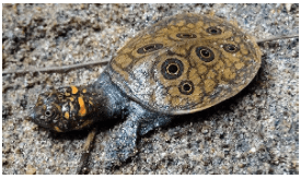 December 2020: Current Affair Environment & Ecology- 1 UPSC Notes | EduRev