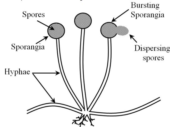 Kingdom Protista : Characteristics NEET Notes | EduRev