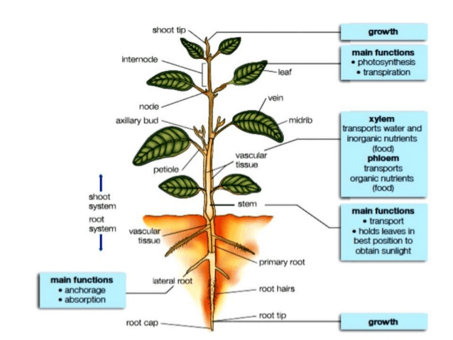 Chapter Notes - Transportation in Animals and Plants Class 7 Notes | EduRev