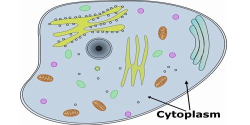 NCERT Summary: Gist of Biology - 1 Notes | EduRev