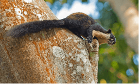 December 2020: Current Affair Environment & Ecology- 1 UPSC Notes | EduRev