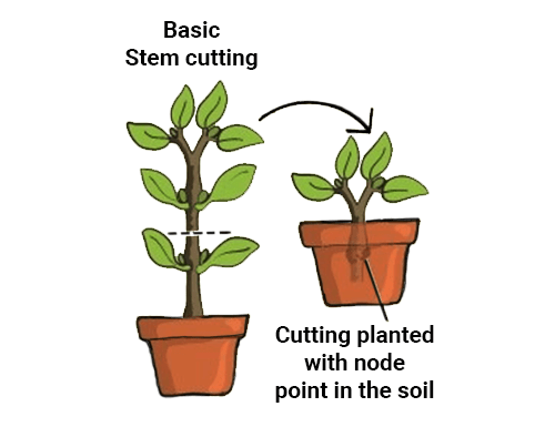 Asexual Reproduction in Plants NEET Notes | EduRev