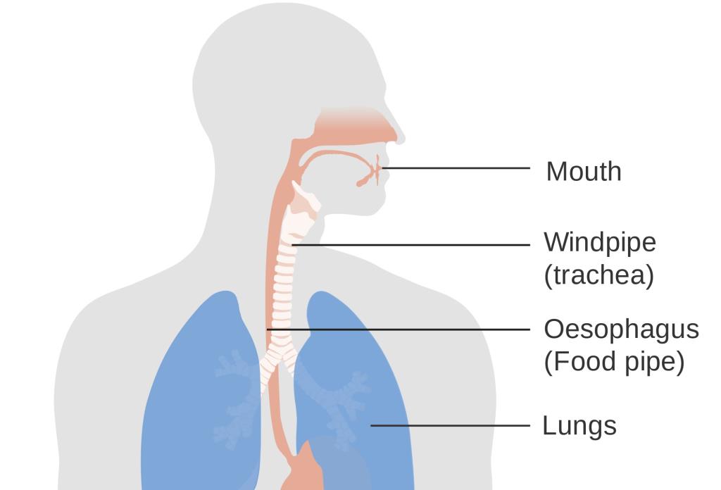 Very Short Question Answers Nutrition in Animals Notes Study