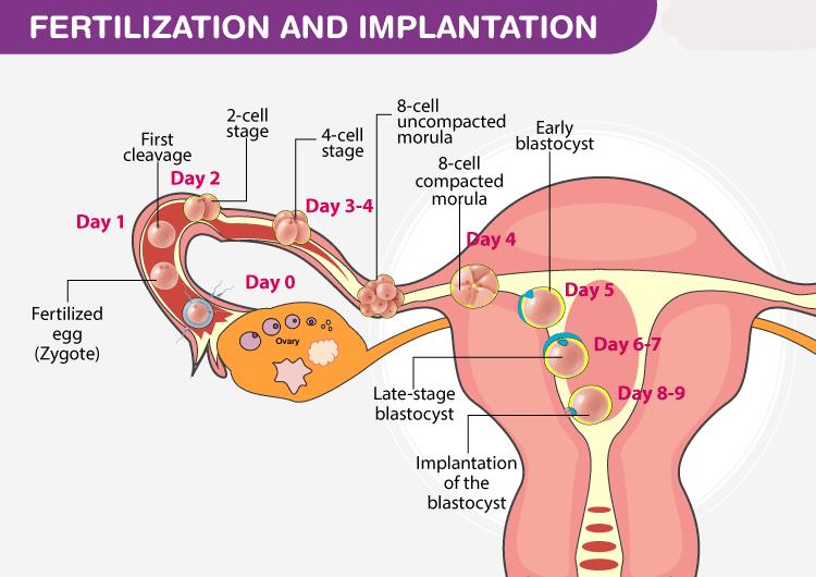 NCERT Summary: Summary of Biology- 5 UPSC Notes | EduRev