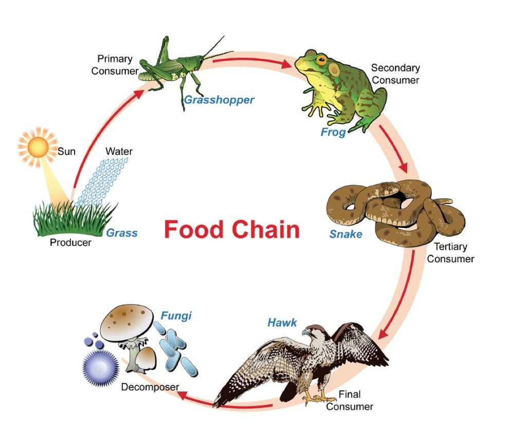 NCERT Solution - Nutrition in Plants Class 7 Notes | EduRev