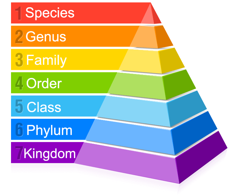 taxonomy-definition-levels-of-classification-video-lesson