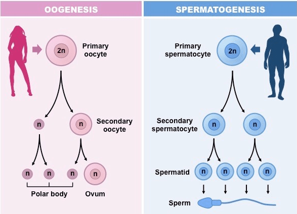 Gametogenesis and Spermatogenesis NEET Notes | EduRev